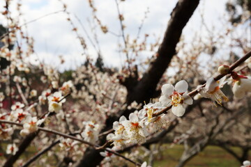 白い梅の花　大栗小梅