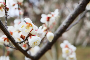 白い梅の花　加賀地蔵