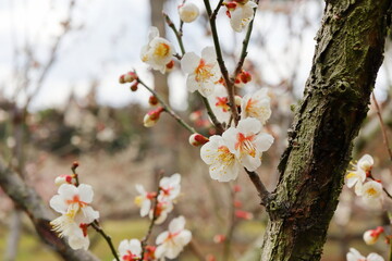白い梅の花　加賀地蔵