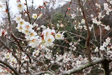 白い梅の花　加賀地蔵