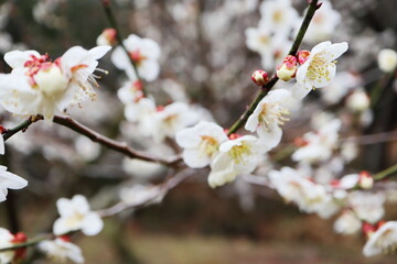 白い梅の花　加賀地蔵