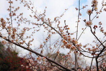 薄桃色の梅の花　鶯宿