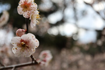 薄桃色の梅の花　鶯宿