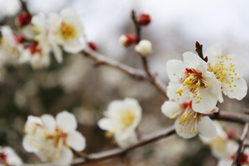 白い梅の花　選別南高