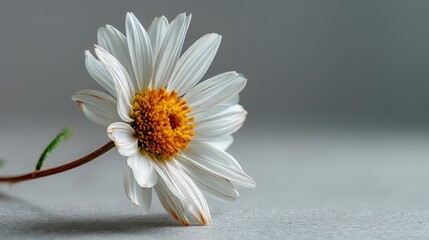 Obraz premium Delicate white flower with yellow center on soft background.