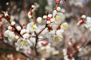 白い梅の花　八郎