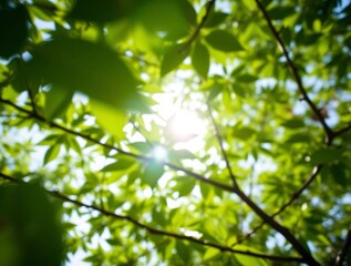 Naklejka premium Sunlit Green Leaves and Bokeh in Tranquil Springtime Forest Background