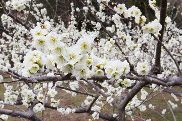 白色の梅の花　白花梅