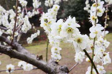 白色の梅の花　白花梅