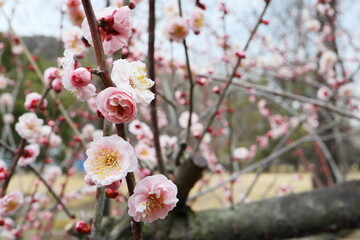 八重咲きのピンクの梅の花　花香味