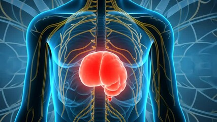 A futuristic 3D medical illustration of the human body highlights the nervous and circulatory systems, a glowing red organ at center. This digital visualization of health, anatomy, and biotechnology.