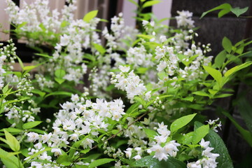 ヒメウツギ　ライムシャンデリアの白い花