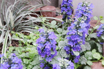 日陰の花壇に咲くアジュガ　シルバーシフォンの青紫の花