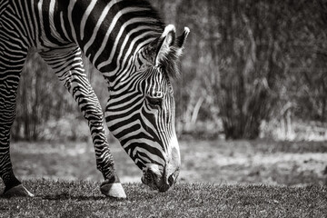 zebra eating grass
