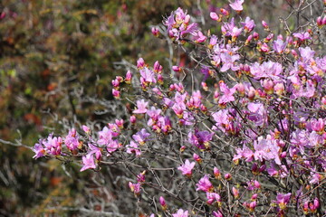山中に生えるピンク色のツツジ