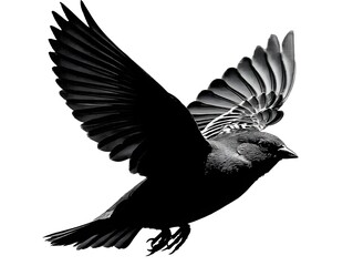 Naklejka premium A majestic black bird with wings outstretched soars gracefully in mid-flight against a stark white background showcasing its powerful flight.