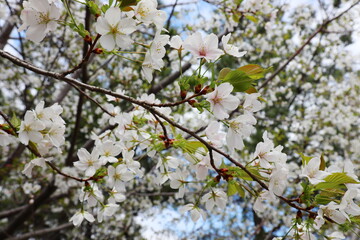 山中に咲く山桜