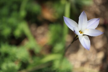 白地に紫色のハナニラ