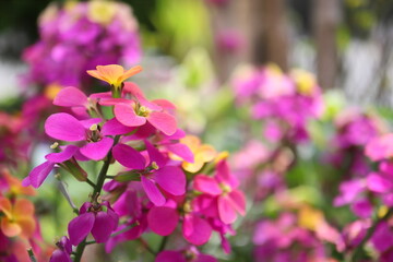 Obraz premium ピンク色のエリシマムの花