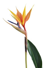 Bird Paradise Flower Isolated White