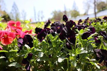 Fototapete bei efototapeten.de bestellen   