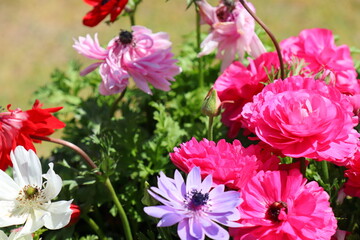 カラフルなアネモネの花