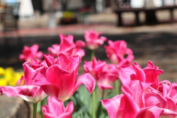 Fototapete bei efototapeten.de bestellen   