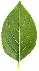 Fototapeta premium Detailed Isolated Green Leaf with Veins and Transparent Background Illustration
