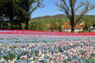 ピンクのチューリップと青いネモフィラ