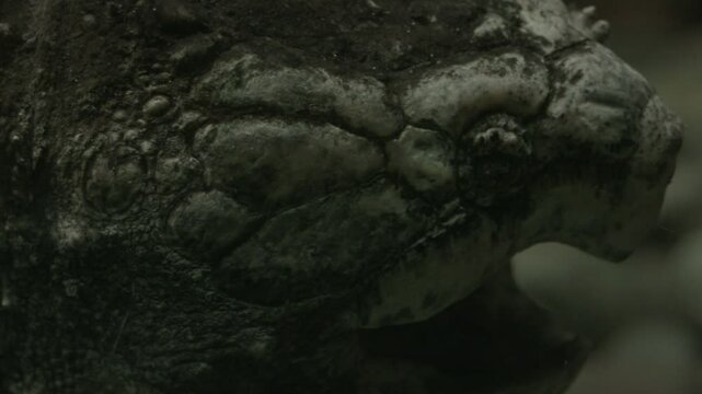 Alligator Snapping Turtle
