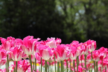 ピンクと白の二色のチューリップ