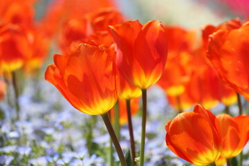 赤と黄色の二色のチューリップ