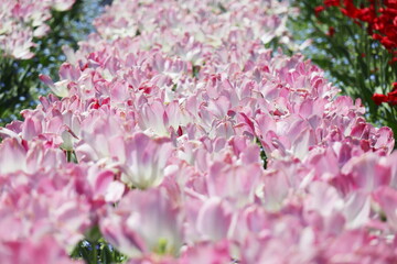 ピンクと白色のチューリップ