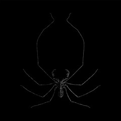 Tailless Whip Scorpion hand drawing vector isolated on black background.