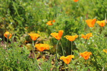 オレンジのハナビシソウ