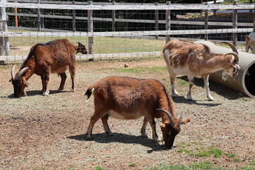 Fototapeta premium 柵の中の三匹の茶色い山羊