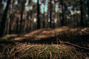dark moss podium in the forest