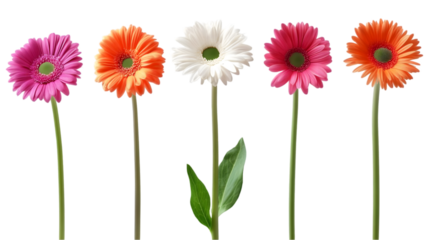 Five Colorful Gerbera Flowers Isolated on Transparent Background Photo