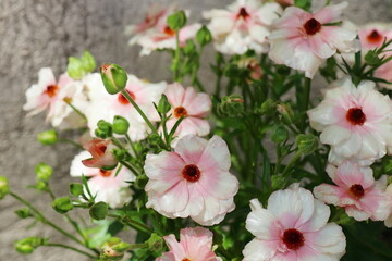 Fototapeta premium ピンク色のラナンキュラスラックス