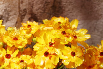 黄色のラナンキュラスラックス