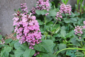 アジュガ　レプタンス　ロゼアのピンクの花