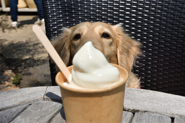 ソフトクリームを欲しそうに見つめる犬