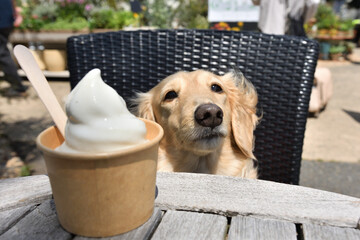 ソフトクリームを欲しそうに見つめる犬