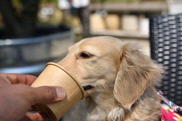 ソフトクリームを欲しそうに見つめる犬