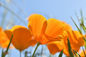 光を透過して見上げるハナビシソウの花