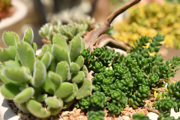 寄せ植えされた多肉植物