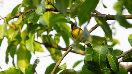 sunbird on tree in garden