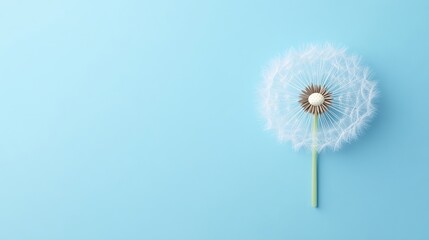 A single dandelion seed head on a pastel blue background, creating a minimalist and airy composition.