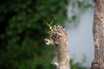 close up dead tree trunk