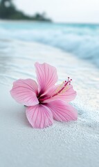 Delicate pink hibiscus on a beach (1)
